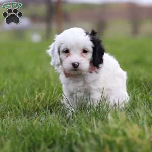 Molly, Cavapoo Puppy